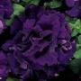 Seminte profesionale  Petunia grandiflora - flori duble - imagine 48752